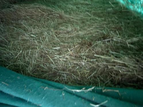 Hooi 2024 laag in suiker en eiwitten 240x120x90, Dieren en Toebehoren, Paarden en Pony's | Overige Paardenspullen, Ophalen