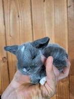 Super lieve nederlandse dwerg hangoortjes, Dieren en Toebehoren, Konijnen
