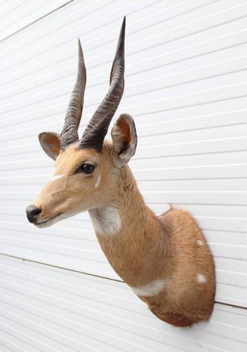 Opgezette KOP BUSHBUCK antilope beschikbaar voor biedingen