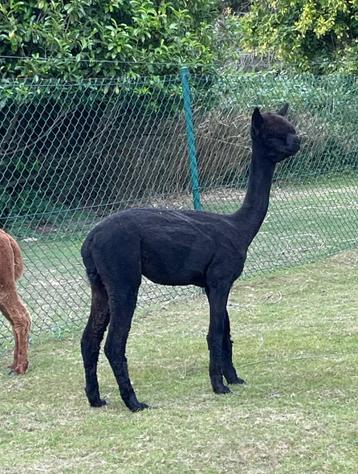 Buitengewoon lieve jonge alpaca merrie beschikbaar voor biedingen
