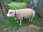 Texel ramlam, Dieren en Toebehoren