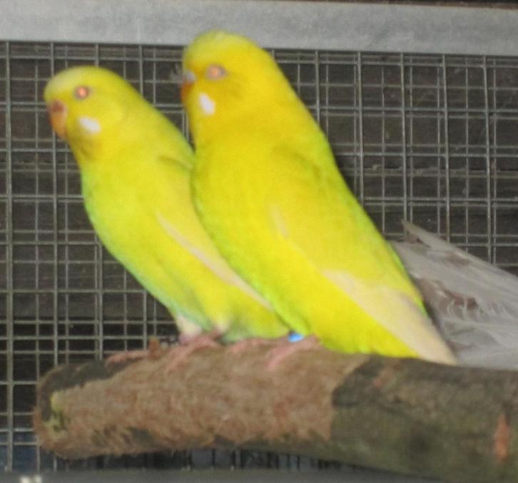 grasparkieten, Animaux & Accessoires, Oiseaux | Perruches & Perroquets, Perruche, Plusieurs animaux