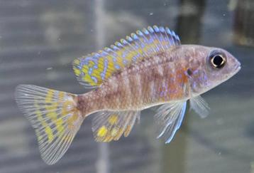 Aulonocara stuartgranti malawicichliden  beschikbaar voor biedingen