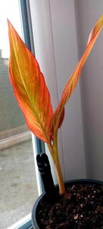 Canna Durban, Maison & Meubles, Plantes d'intérieur, Enlèvement