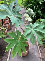 Tetrapanax rex, Tuin en Terras, Ophalen