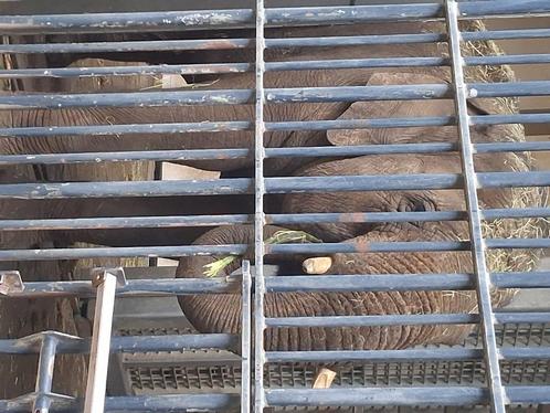 4 tickets voor Planckendael, Tickets en Kaartjes, Recreatie | Dierentuinen, Drie personen of meer, Ticket of Toegangskaart
