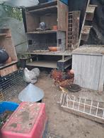 Haan, Dieren en Toebehoren, Pluimvee