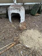 Japanse kwartels hennen, Meerdere dieren