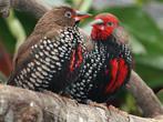 gezocht koppel geschilderde astrildes, Dieren en Toebehoren, Vogels | Overige Vogels, Meerdere dieren, Tropenvogel, Geringd