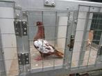 Sierduiven, Dieren en Toebehoren, Vogels | Duiven