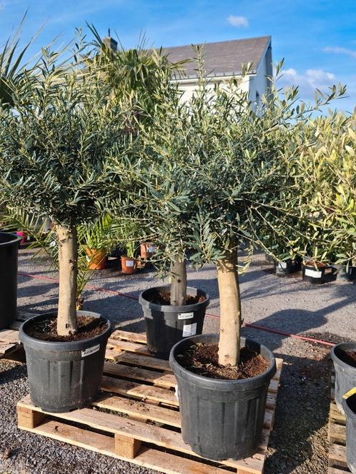 Terrasolijfboom Olea Europaea, Tuin en Terras, Planten | Bomen, Olijfboom, Ophalen