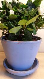 Bloempot, blauw beschilderd, hoogte 11cm, binnen diam 11,5cm, Tuin en Terras, Bloempotten, Ophalen, Binnen