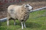1 Ram en 2 ooien, Animaux & Accessoires, Moutons, Chèvres & Cochons, Mouton