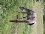 Paard hengst 1 jaar oud te koop, Dieren en Toebehoren, Hengst, Onbeleerd, Gechipt, 0 tot 2 jaar