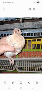 Jumbo kwartels 4€, Dieren en Toebehoren, Pluimvee