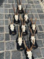 Gewei met schedel reebok, Enlèvement