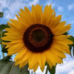 Zonnebloem "Gele reus" zaden, Verzenden, Zaad