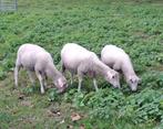 Rammen lammeren 2025, Dieren en Toebehoren, Schapen, Geiten en Varkens, Mannelijk, Schaap, 0 tot 2 jaar