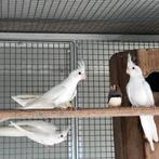 Valkparkieten re koop, Plusieurs animaux, Perruche, Bagué