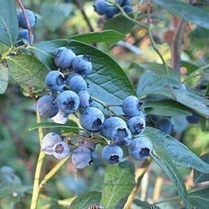 Kleinfruit-planten ( verschillende soorten ), Tuin en Terras, Planten | Fruitbomen, Overige soorten, Minder dan 100 cm, Volle zon