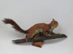 Vintage opgezette rode eekhoorn taxidermie wandmontage, Ophalen of Verzenden