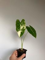Alocasia frydek variegata, Ophalen