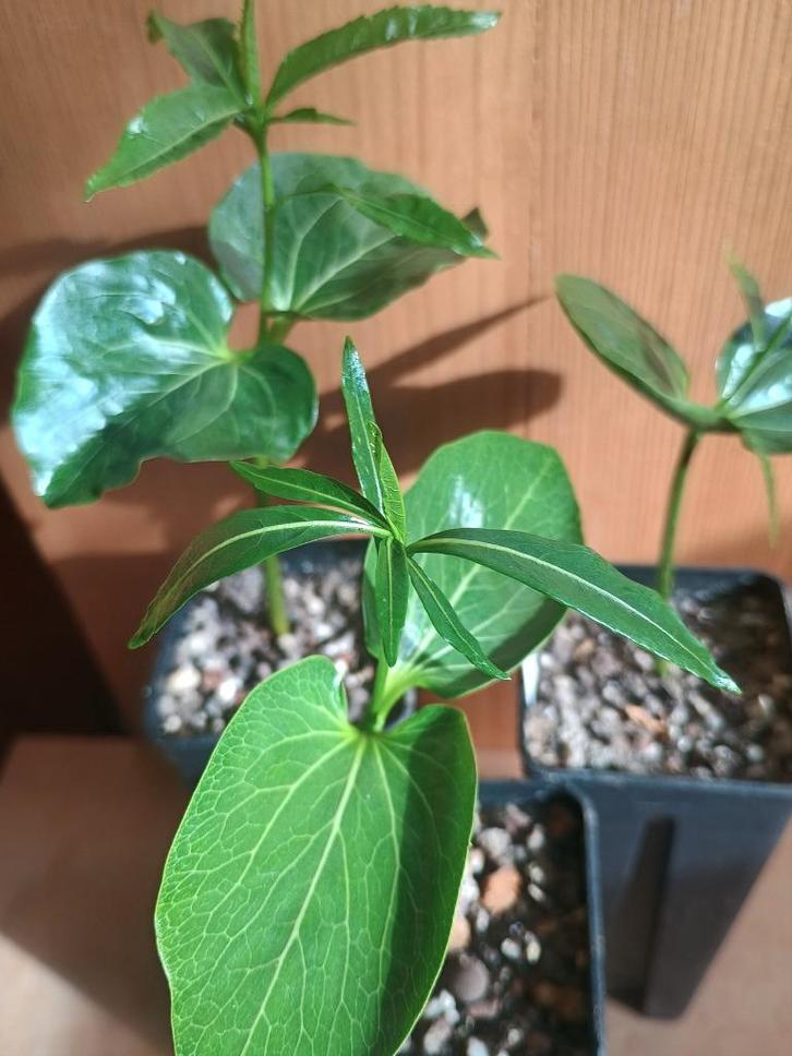 Adansonia madagascariensis - Madagascar Baobab, Huis en Inrichting, Kamerplanten, Overige soorten, Minder dan 100 cm, Bloeiende kamerplant