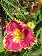 Hemerocallis  JENNIFER TRIMMER  X JHON PEAT, Ophalen of Verzenden