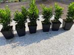 Euonymus Japonicus Green Spire, Tuin en Terras, Planten | Struiken en Hagen, Ophalen of Verzenden, Struik