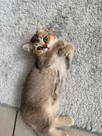 Brits korthaar poes, Poes, Gechipt, 0 tot 2 jaar