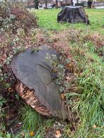 Boomstronk en schijf inheemse eik, Ophalen, Eikenhout