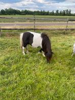 Appaloosa merrie zwartbonte merrie met hengstveulen, Dieren en Toebehoren, Pony's