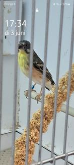 Citroenborstedelzangers, Dieren en Toebehoren, Vogels | Overige Vogels