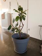 Ficus, Enlèvement, Ficus
