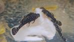 Jonge borstelneus pleco's van eigen kweek, Dieren en Toebehoren, Vissen | Aquariumvissen, Vis, Zoetwatervis
