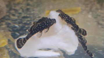 Jonge borstelneus pleco's van eigen kweek  beschikbaar voor biedingen