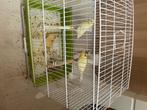 Canaris, Dieren en Toebehoren, Vogels | Kanaries, Zangkanarie