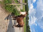 Sport pony Welsh merrie 4 jaar, Dieren en Toebehoren, Pony's, Merrie, B, Gechipt, 3 tot 6 jaar