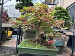 Bomen, Tuin en Terras, Planten | Bomen, Overige soorten, Lente, Minder dan 100 cm, Ophalen