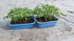 plants de tomates, Annuelle, Enlèvement, Plantes potagères