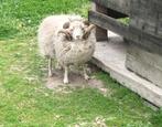 ouessant bok, Dieren en Toebehoren, Mannelijk, Schaap