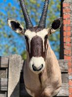 Oryx taxidermie opgezette, Ophalen of Verzenden