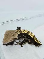 1.0 bewezen donkere wimpergekko man, Dieren en Toebehoren, Reptielen en Amfibieën, Hagedis, Tam, 7 tot 10 jaar