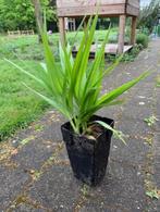 lelie plantjes (oranje)  in potje, Tuin en Terras, Ophalen of Verzenden, Lente, Vaste plant, Overige soorten