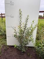 Osmanthus burkwoodii- schijnhulst, Ophalen, Haag