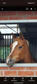 11 jarige Arabische halfbloed merrie voor recreatie, Dieren en Toebehoren, Paarden, Merrie, Minder dan 160 cm, Niet van toepassing