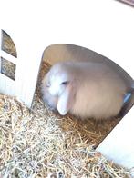 BO minilop rammelaartje, Dieren en Toebehoren, Knaagdieren, Mei, Mannelijk, Overige typen