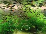 guppy endler, Animaux & Accessoires, Poisson, Poisson d'eau douce, Banc de poissons