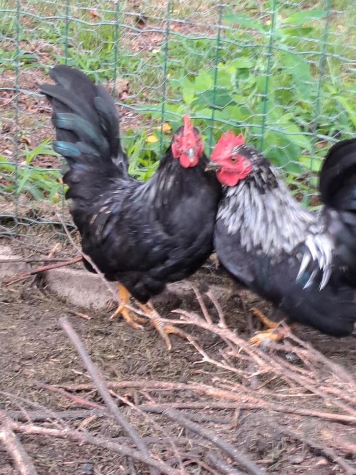 Chabo haantjes, Dieren en Toebehoren, Pluimvee, Kip, Mannelijk