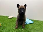 Nestje Mechelse Herder pups